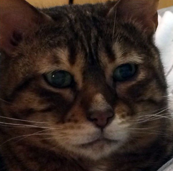 Грустный кот Мем