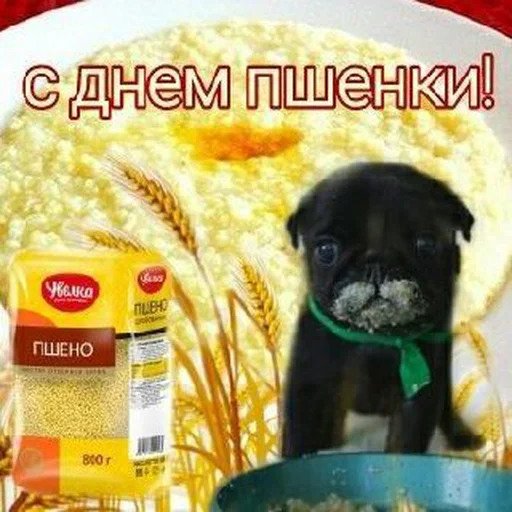 С днем пшенки собачка