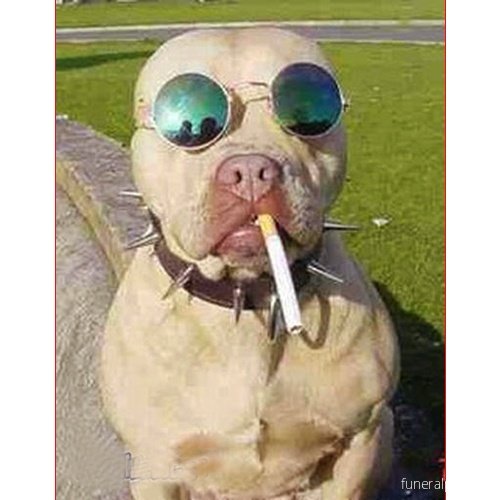 Собака с сигаретой