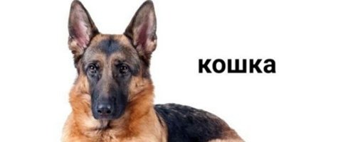 Кот с подписью собака Мем