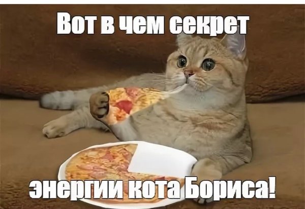 Секрет энергии кота Бориса