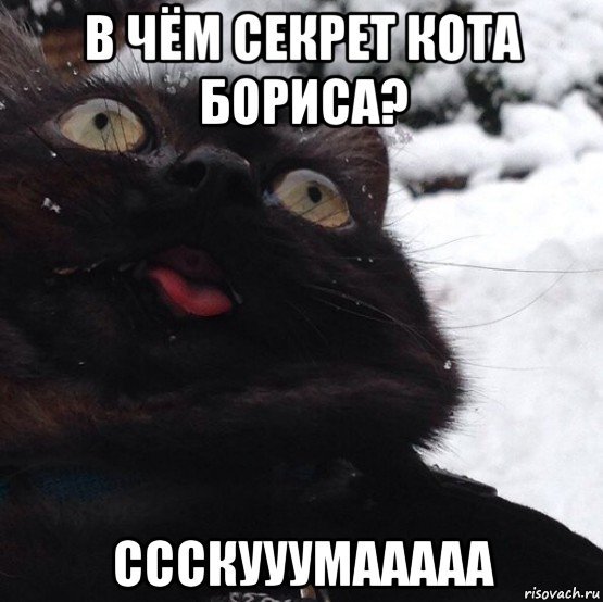 Кот Борис Мем