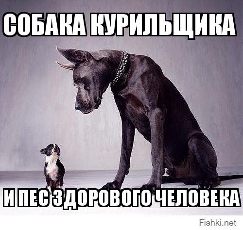Собака здорового человека собака курильщика