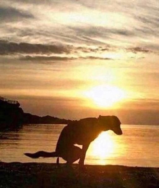 Поросенок на закате