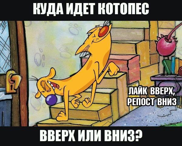 Котопёс в реальности