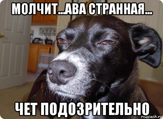 Собака подозревака