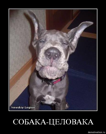 Собака подозревака демотиватор