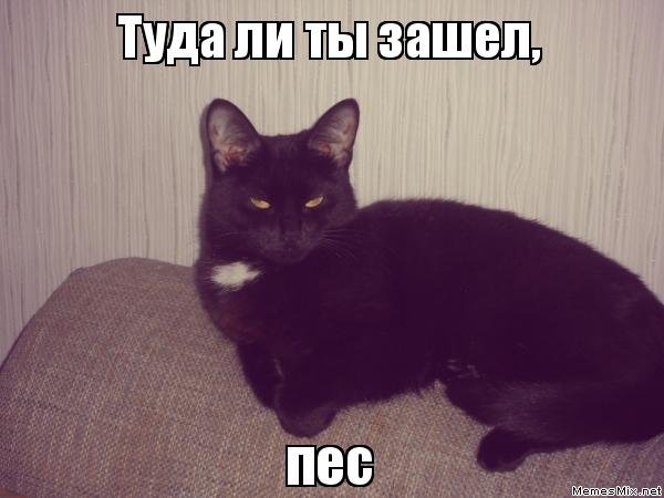 Ты пёс Мем