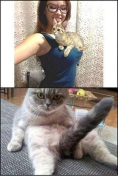 Аморальные мемы с котами