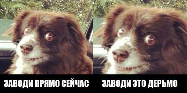 Собака запускай это дерьмо