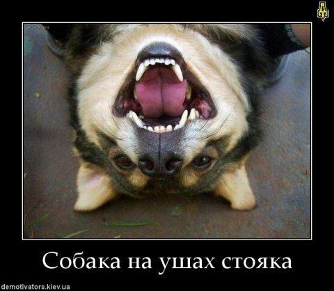 Собака обижака Мем