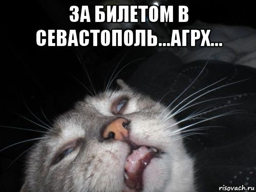 Рыжий недовольный кот фу море