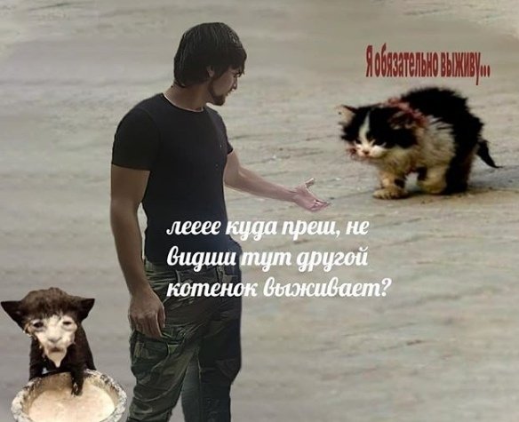 Я обязательно выживу котенок