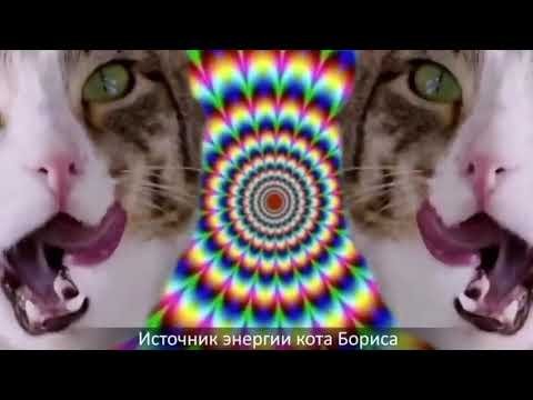 Секрет энергии кота