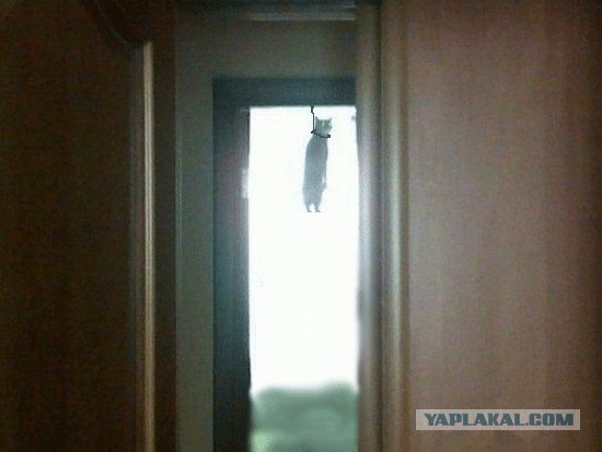 Кот повесился в дверном проёме