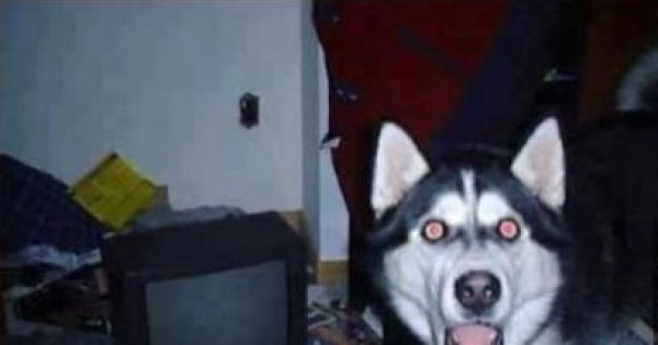 Собака удивляка Мем