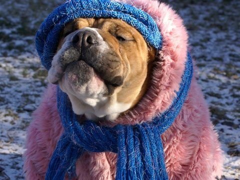 Шапка 'собака'