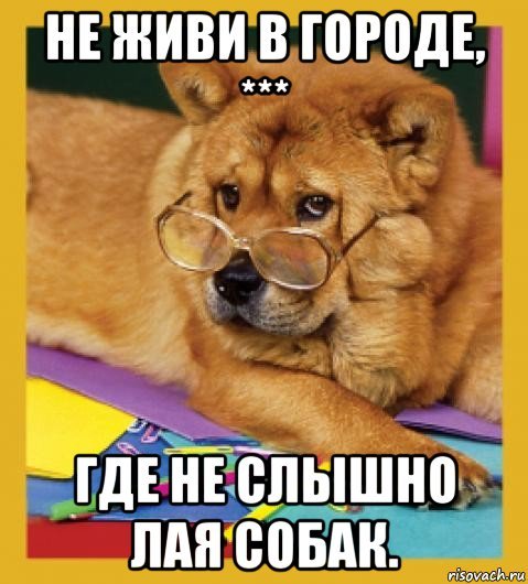 Мемы с собаками