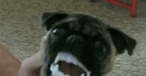 Ржачная гифка