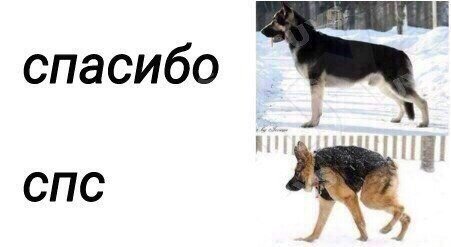 Спс собака