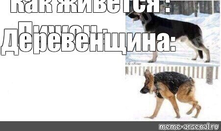 Собака Саня