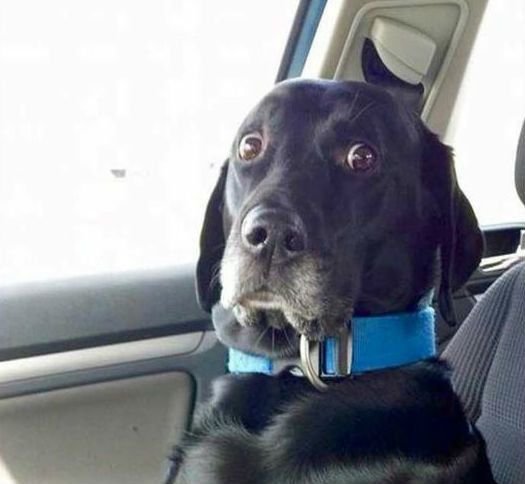 Собака за рулем