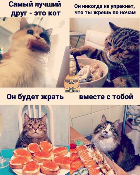 Кушоц кот Мем