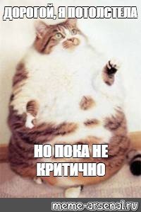 Кушоц кот Мем