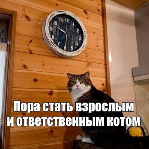 Мем кот пора