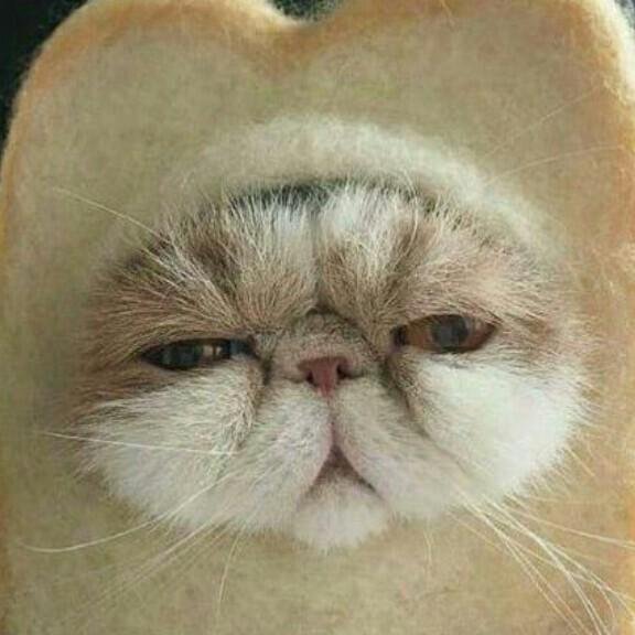 Смешные морды кошек