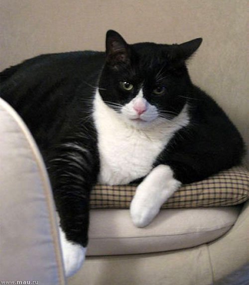 Толстый черный кот