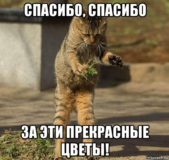 Котик спасибо Мем