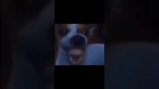 Собака стучит зубами Мем