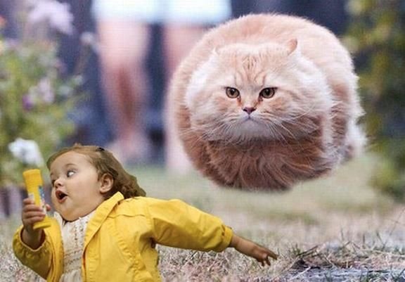 Летающий толстый кот