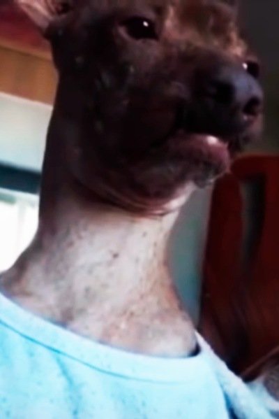 Тупая наглухо собака