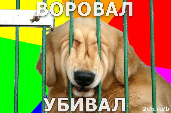 Мем собака воруй убивай