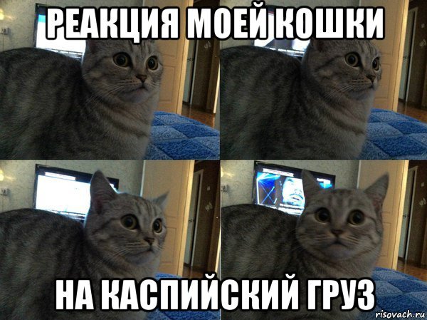Коты из мемов