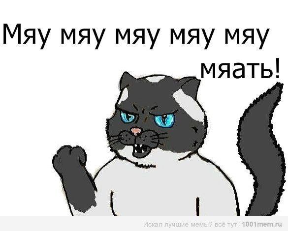 Котик мяу