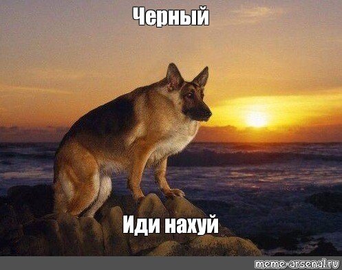 Мем с собакой Макс иди