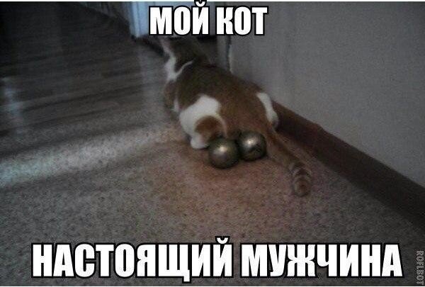 Коты мемы с надписями с матами