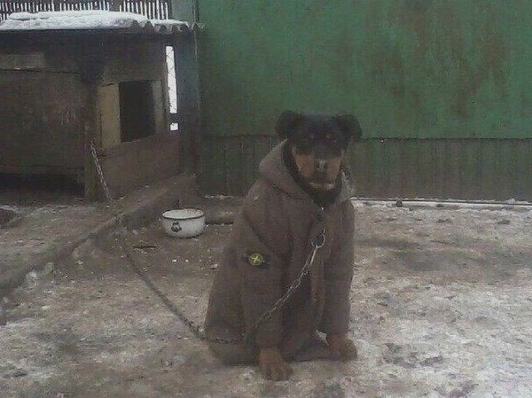 Пес в куртке