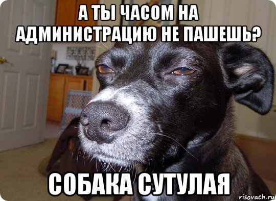 Мемы с собаками