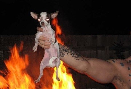 Собака в огне