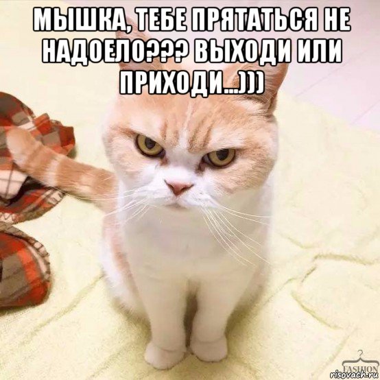 Возмущенный котик
