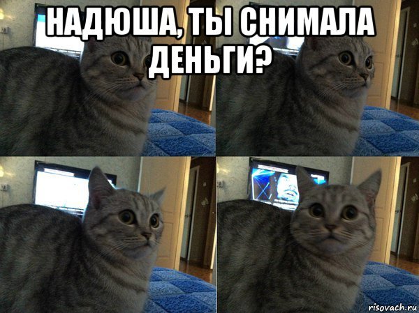 Котик пора Мем