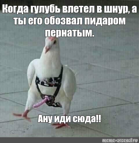 Алло Мем собака Гусь