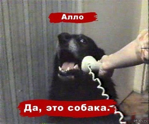 Алло собака Мем