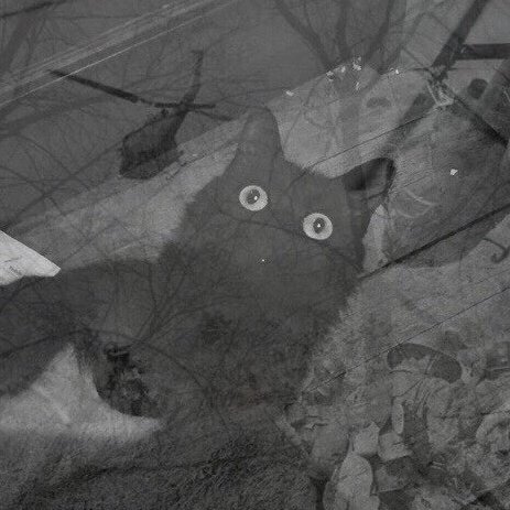 Кот военные флешбеки