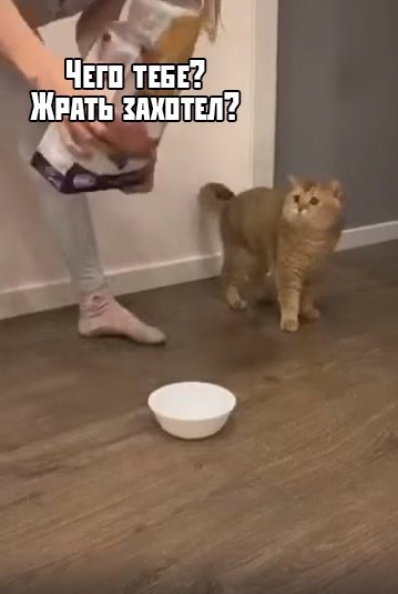 Психанула корм коту