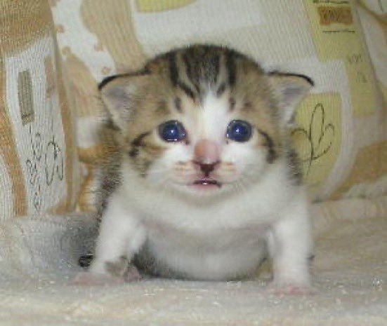 Котенок взрывается Мем гиф